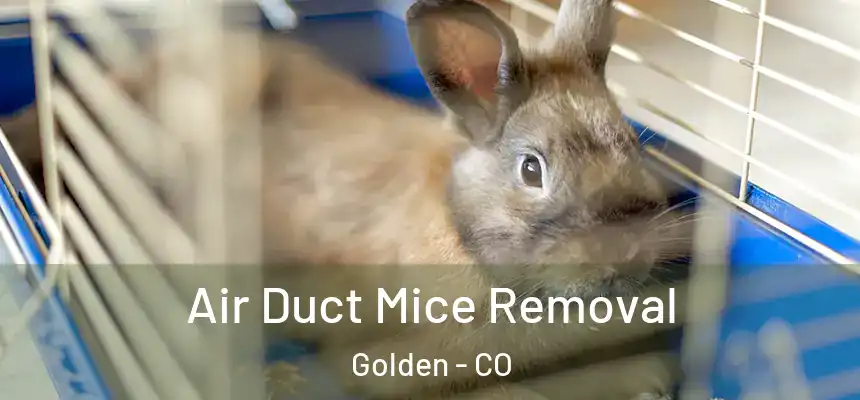  Air Duct Mice Removal Golden - CO