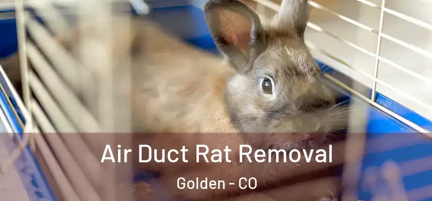  Air Duct Rat Removal Golden - CO